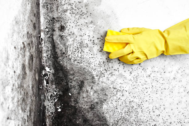 Professional Mold Removal in Surrey, ND