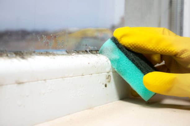 Best Fast Mold Removal  in Surrey, ND