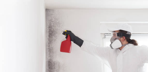 Best Mold Testing  in Surrey, ND