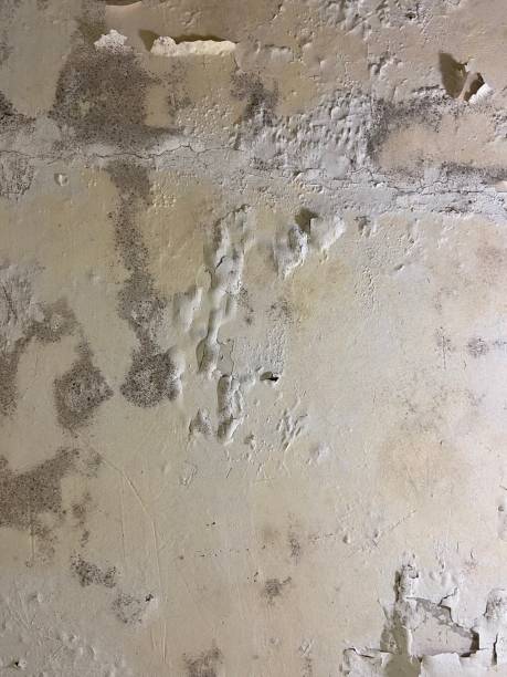 Best Toxic Mold Removal  in Surrey, ND