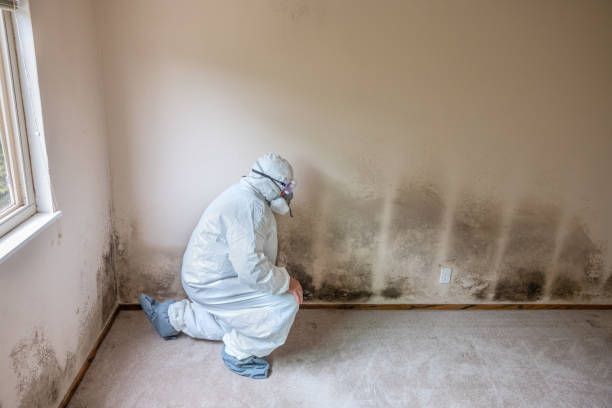 Best Commercial Mold Removal  in Surrey, ND