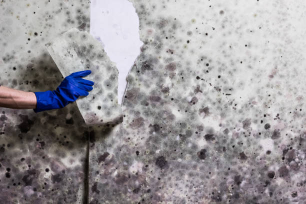 Attic Mold Removal in Surrey, ND