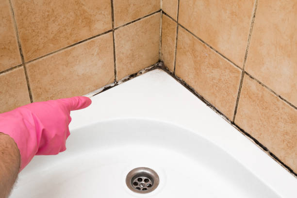 Best Residential Mold Removal  in Surrey, ND