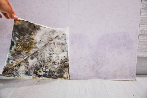 Best Certified Mold Removal  in Surrey, ND